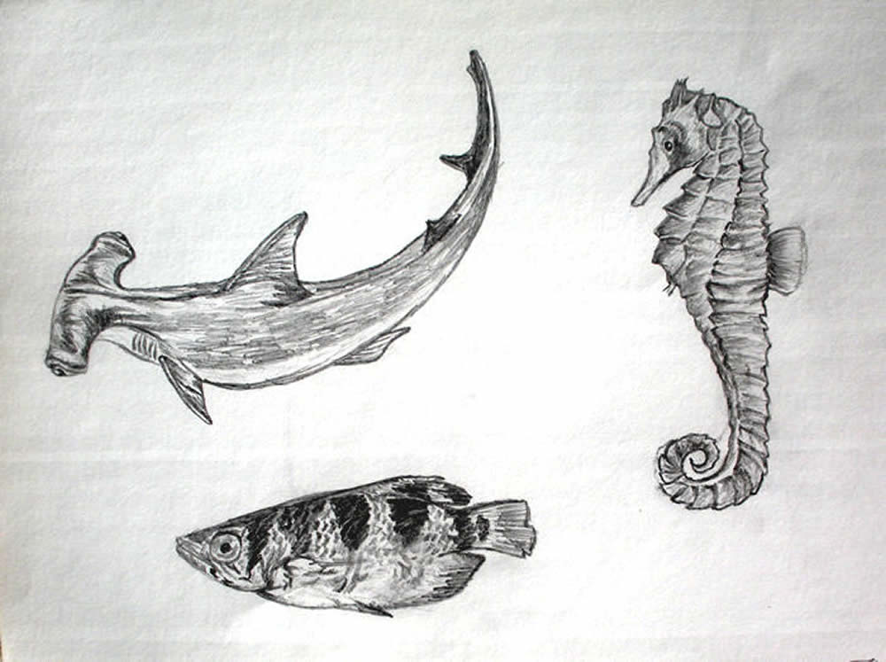 Artwork by Duane Hurst: Pencil Drawing (1967) Fish